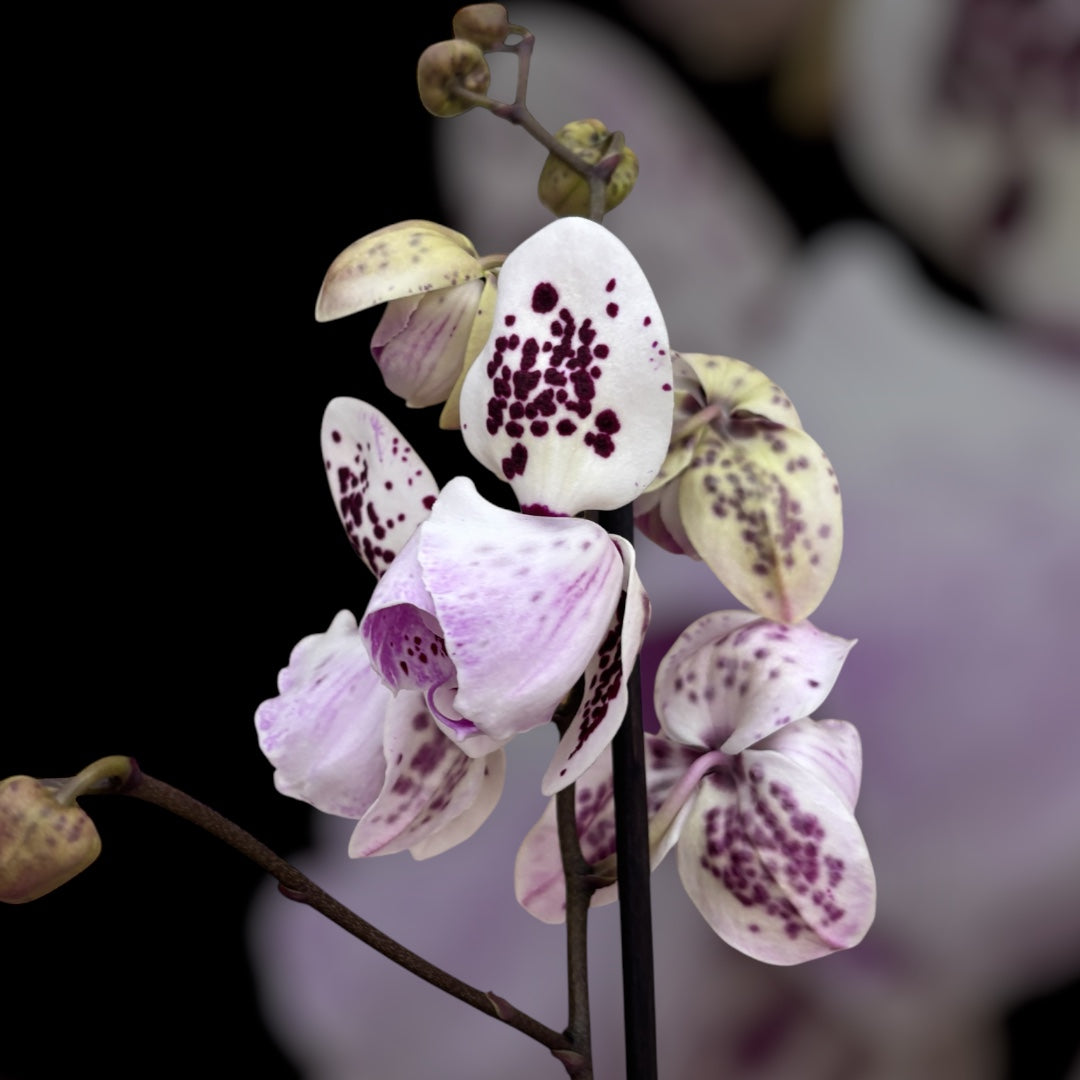 Phalaenopsis ‘Limited #107’ big lip - flori pelorice