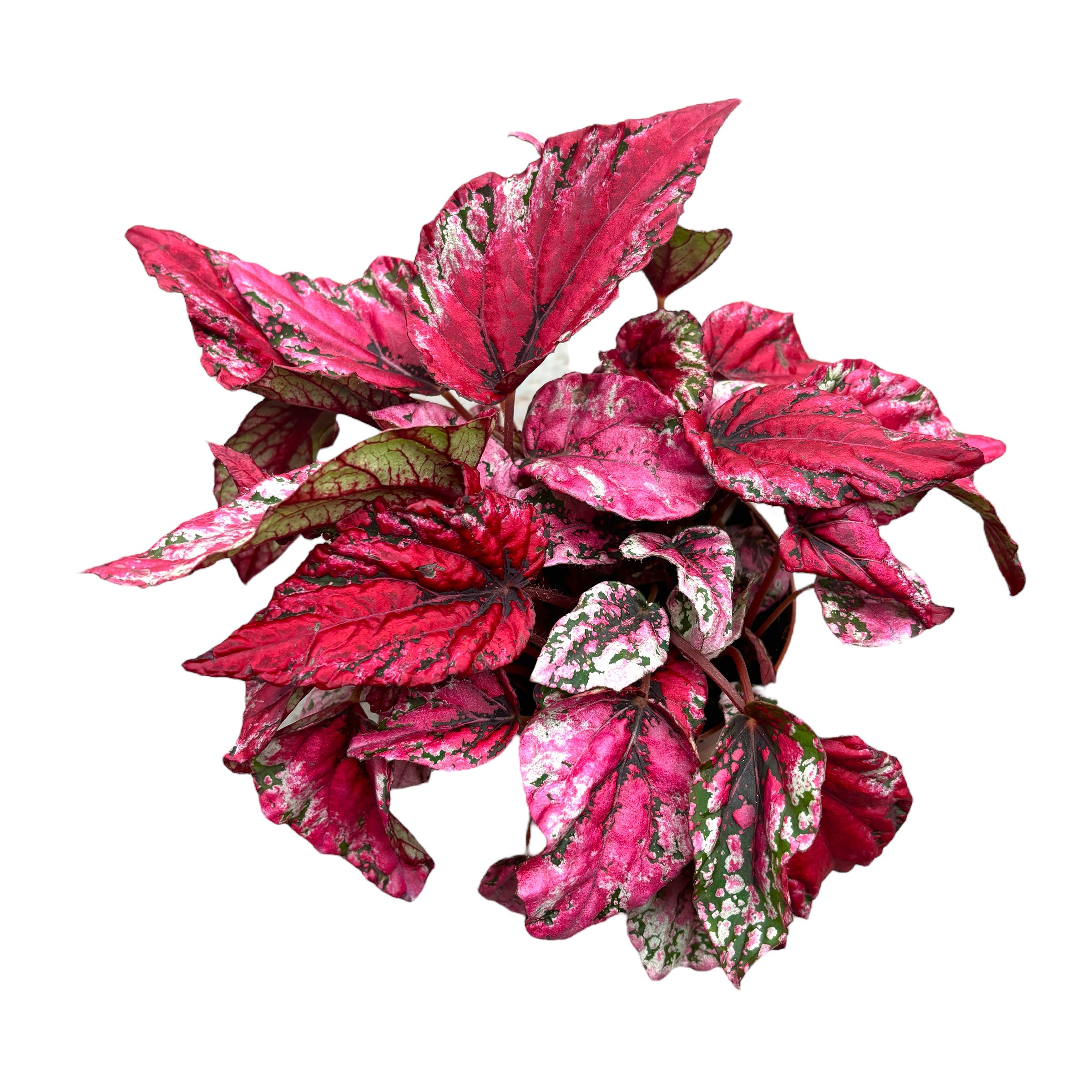 Begonia 'Maui Sunset'