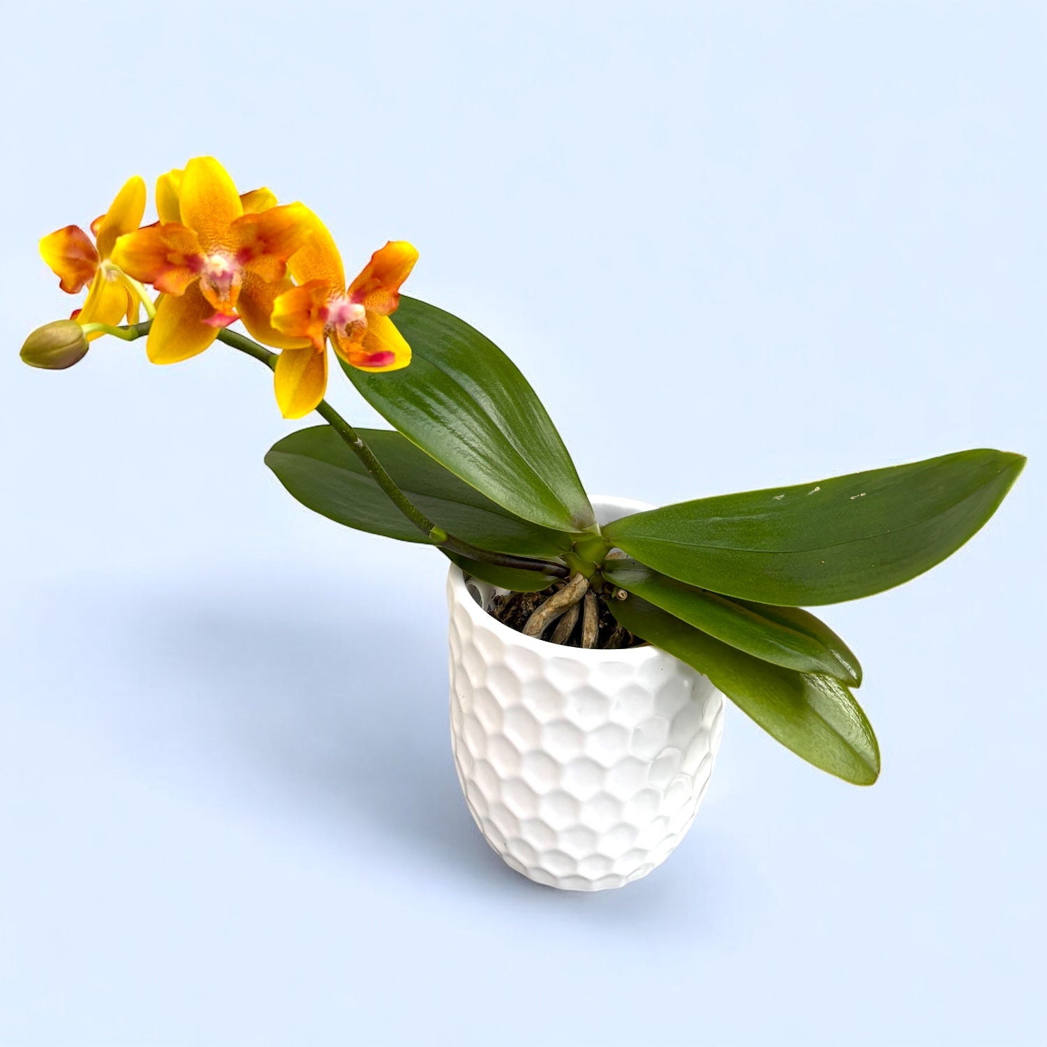 Phalaenopsis I-Hsin Claude (peloric) - flori parfumate