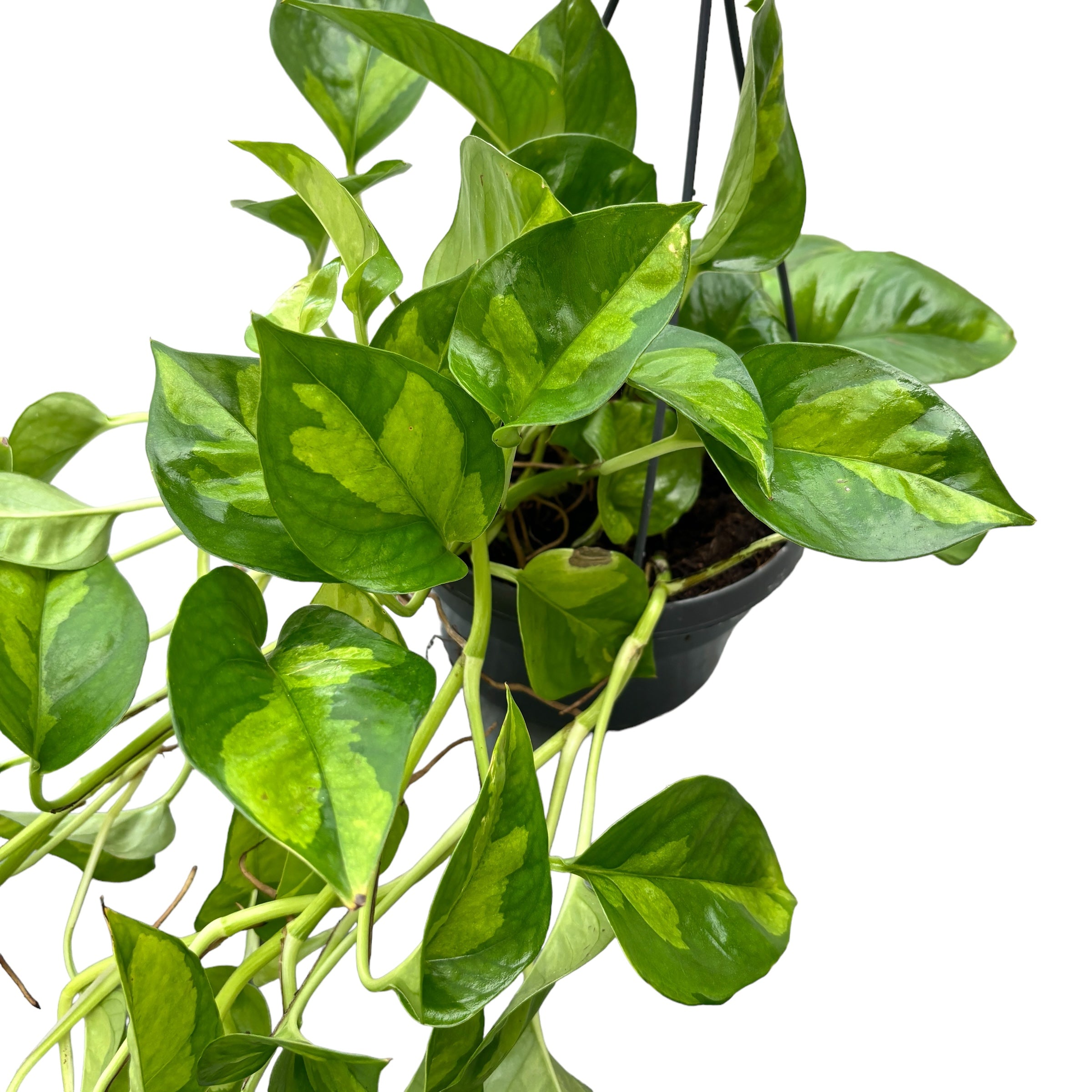 Epipremnum pinnatum 'Global Green' - exemplare XL