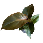 Philodendron Red Heart (babánövény)