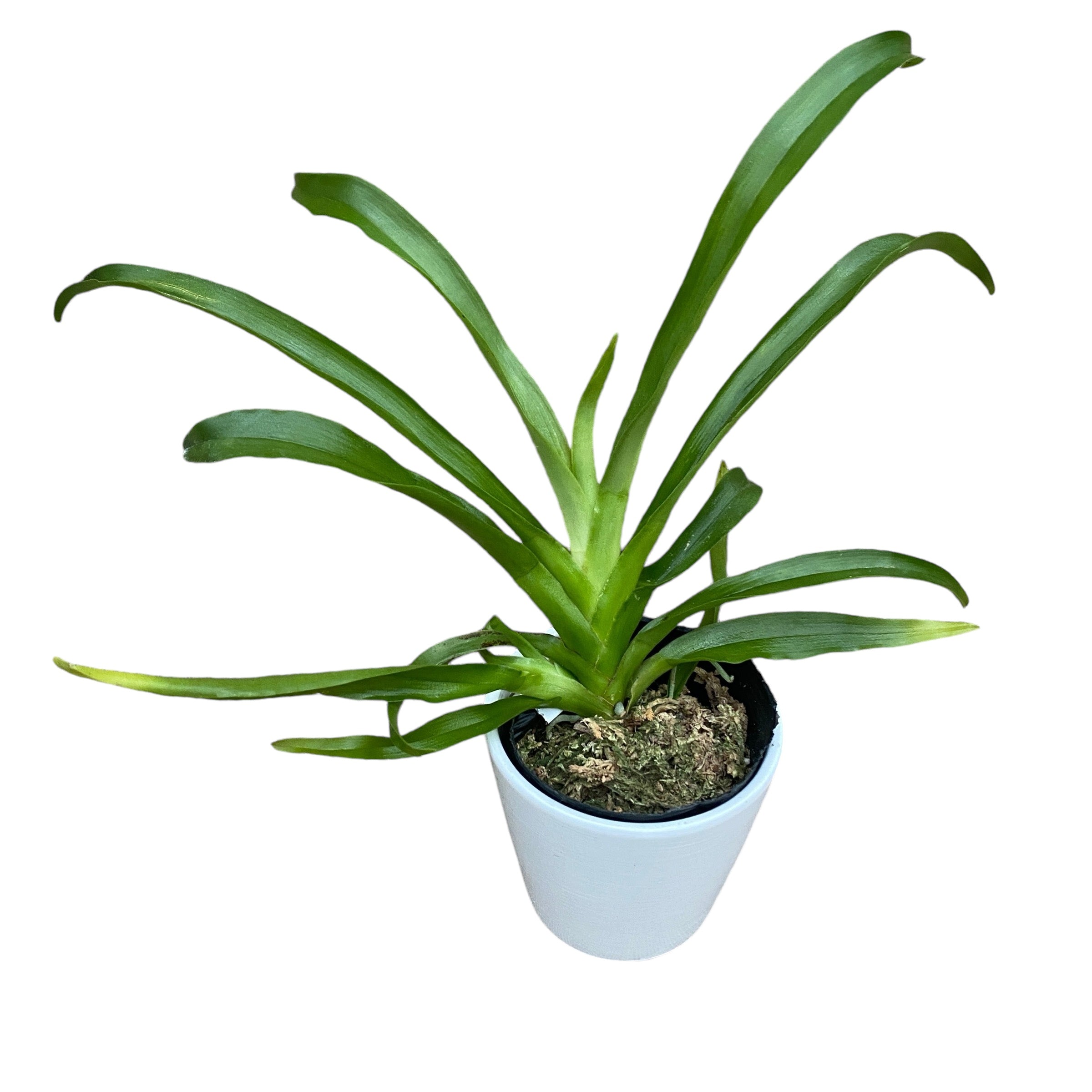 Aeranthes grandiflora - huge flowers!