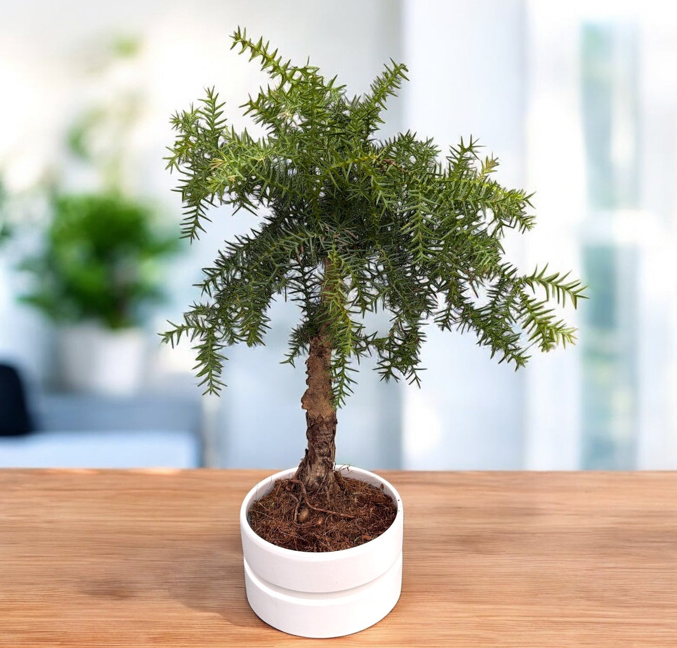 Bonsai Araucaria Cunninghamii u keramičkoj posudi – Secret Garden Plant Shop