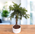 Bonsai Araucaria Cunninghamii in vaso di ceramica