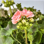 Muscata trandafir - Pelargonium Rosebud ‘Astrid Lindgren’