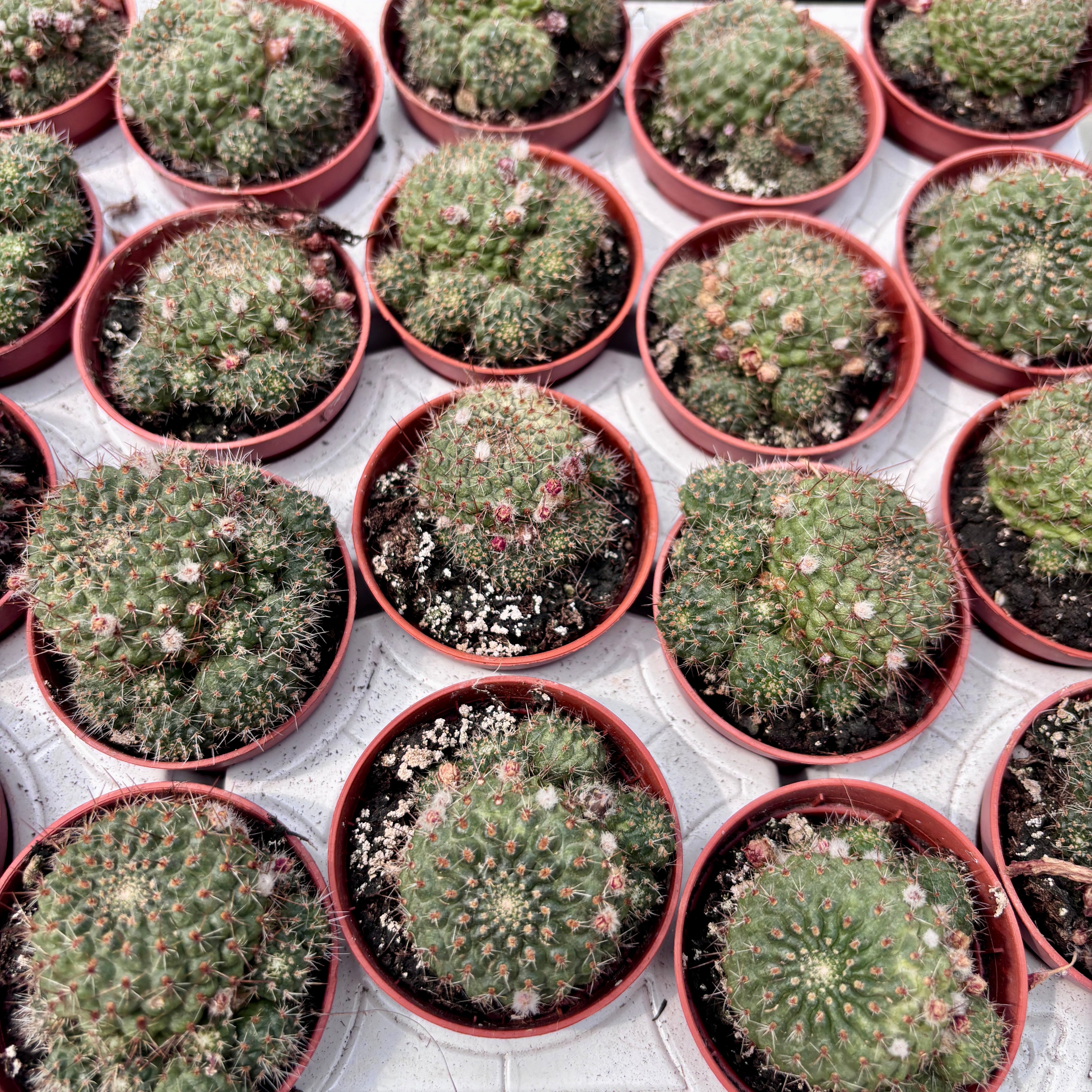Aylostera fiebrigii (Rebutia albiareolata) - cactus miniatural cu flori rosii-portocalii