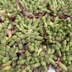 Piaranthus barrydalensis