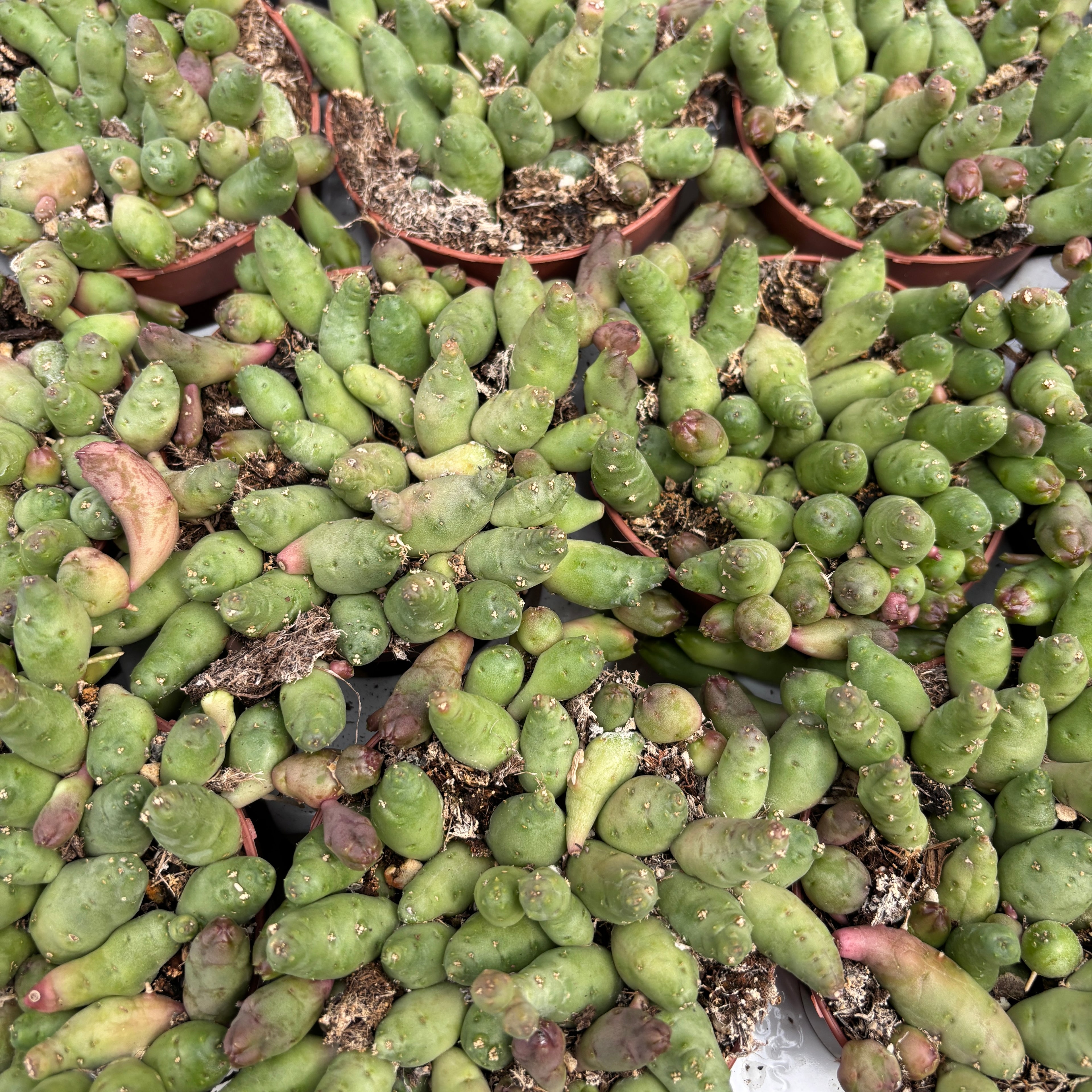 Piaranthus barrydalensis