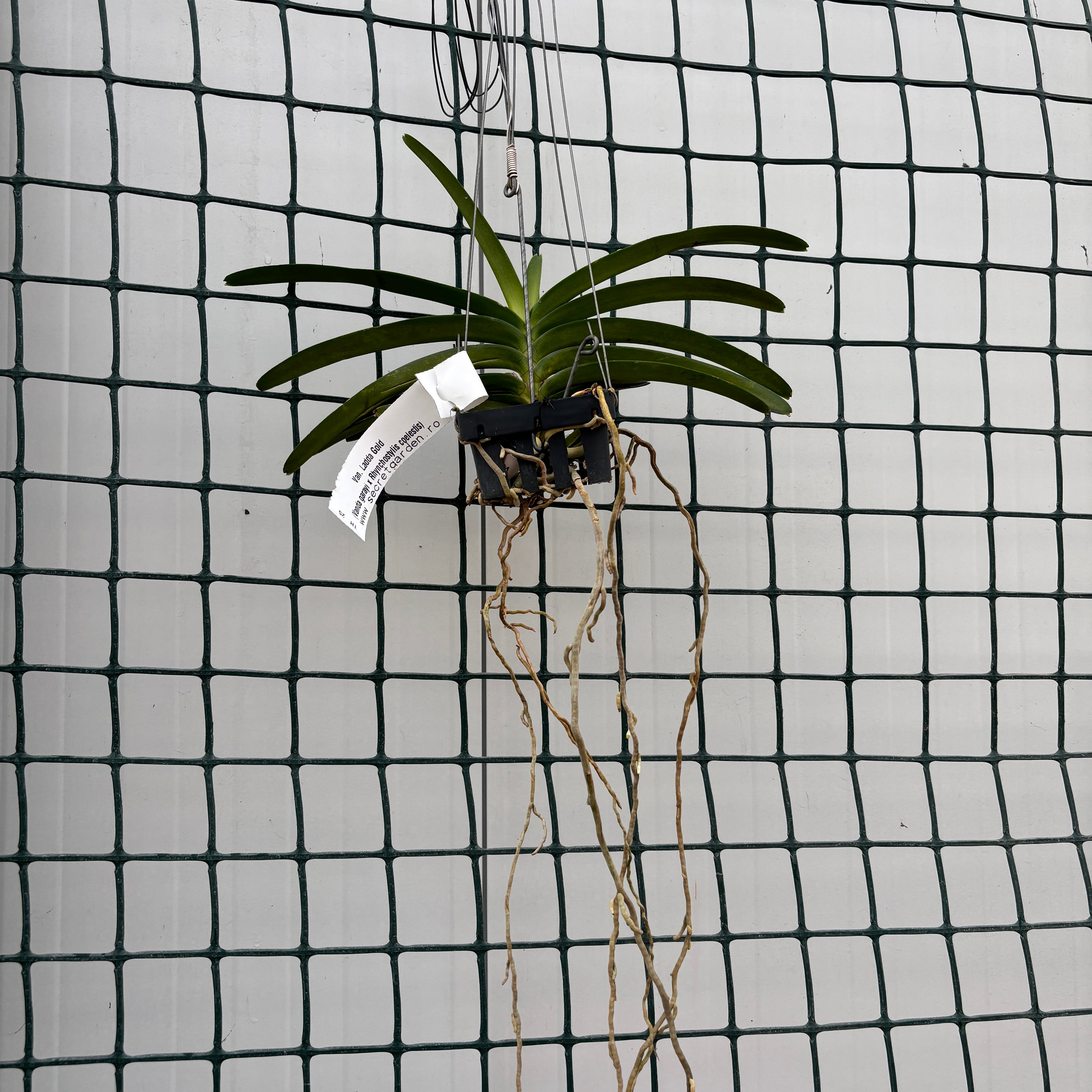 Van. Ladda Gold (V. garayi × Rhy. coelestis) profumato