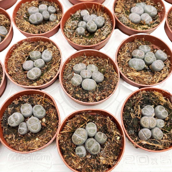 Lithops Mini-Mix ("lebende Steine")