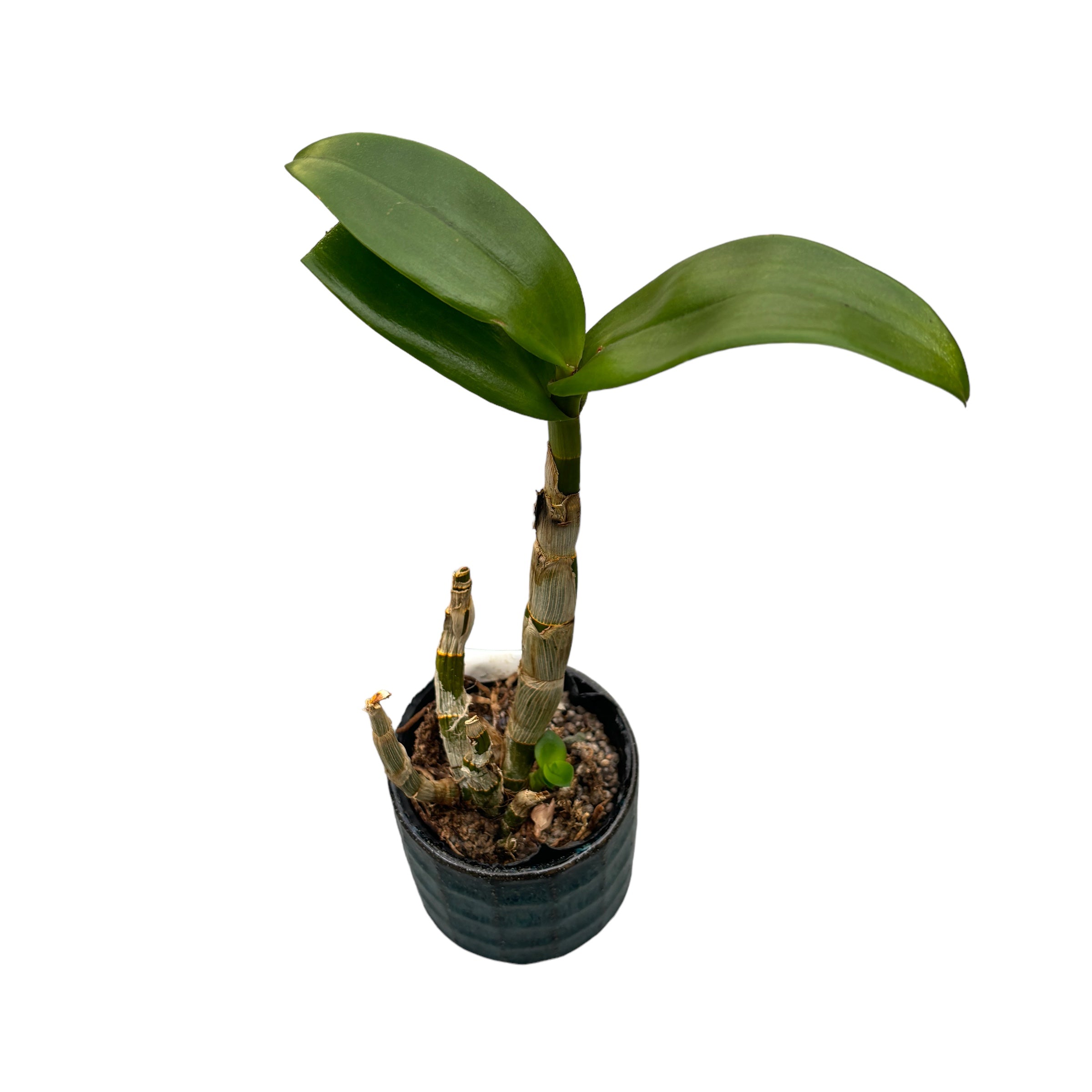 Dendrobium Salaya Candy