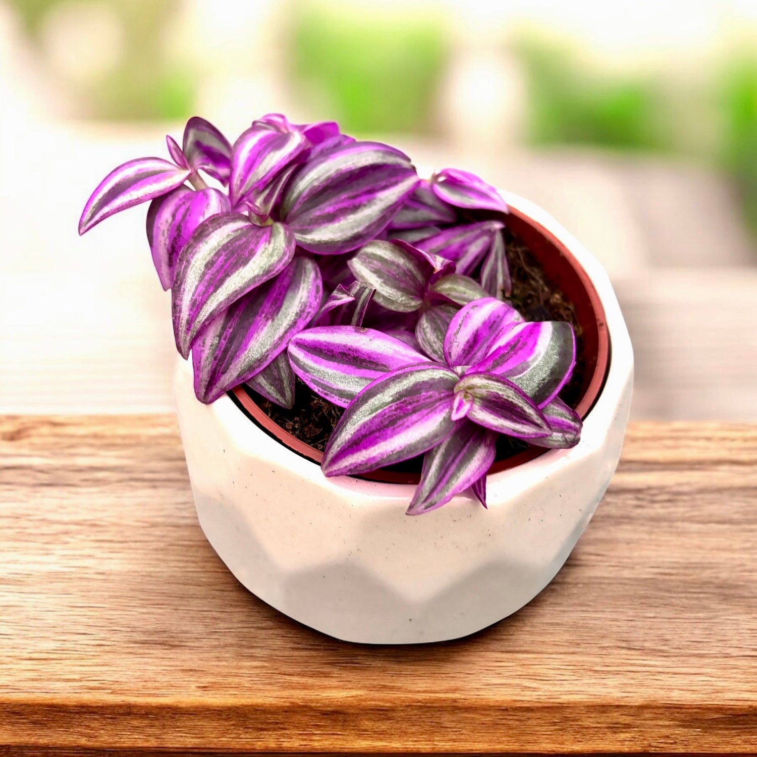 Tradescantia zebrina ‘Pink Paradise’ - planta curgatoare cu frunze roz - argintii