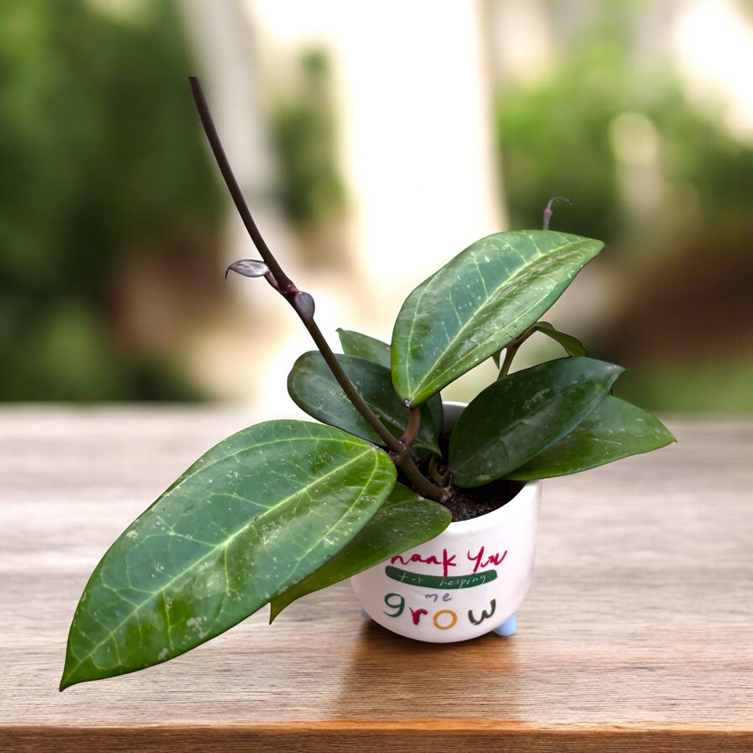 Hoya verticillata 'Wayang Splash'