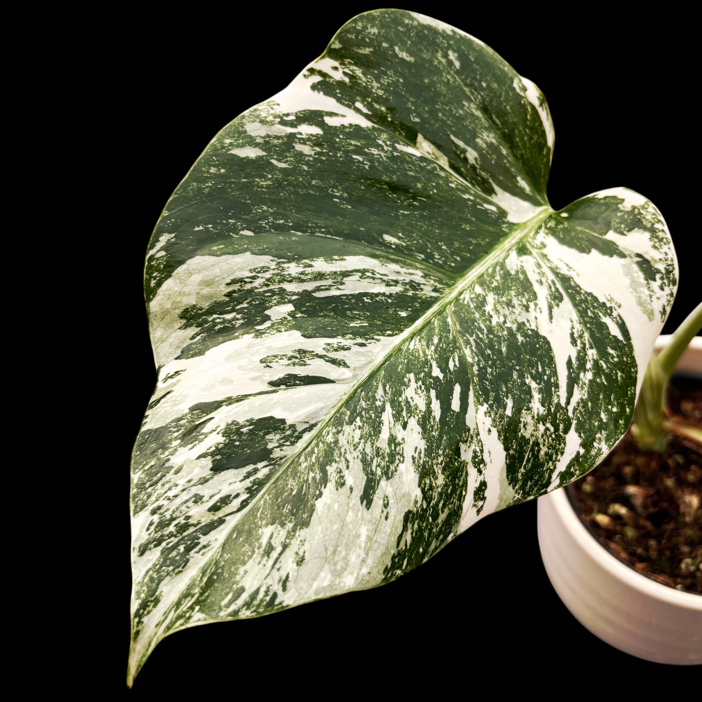 Monstera deliciosa 'Variegata' MDV-07