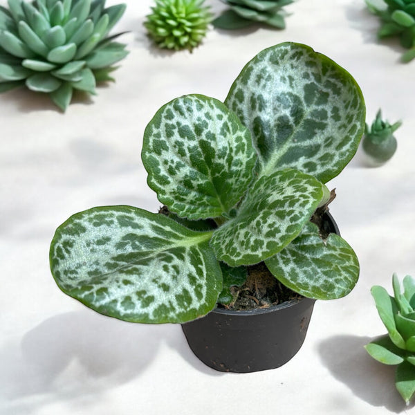 Streptocarpus 'Pretty turtle' (defective leaves)