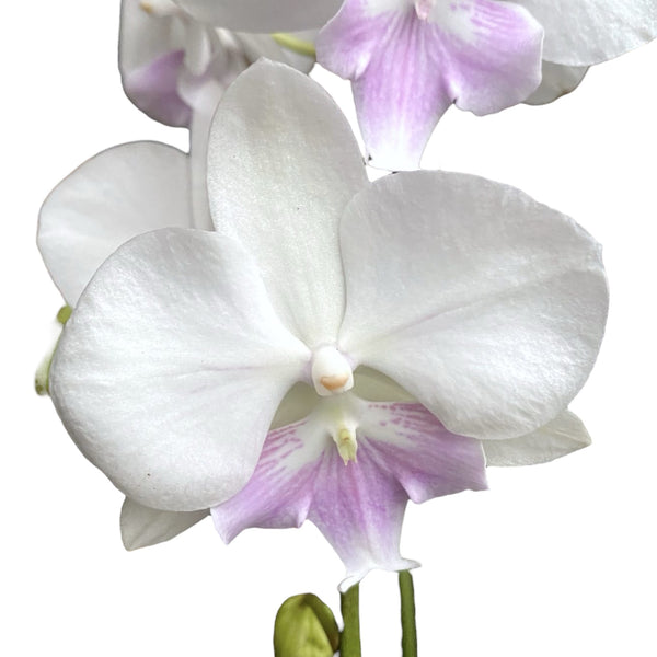 Phalaenopsis Big Lip Weiß-Rosa