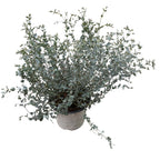 Eucalipt - Eucalyptus 'Moon Lagoon' bush (cultivar pitic)