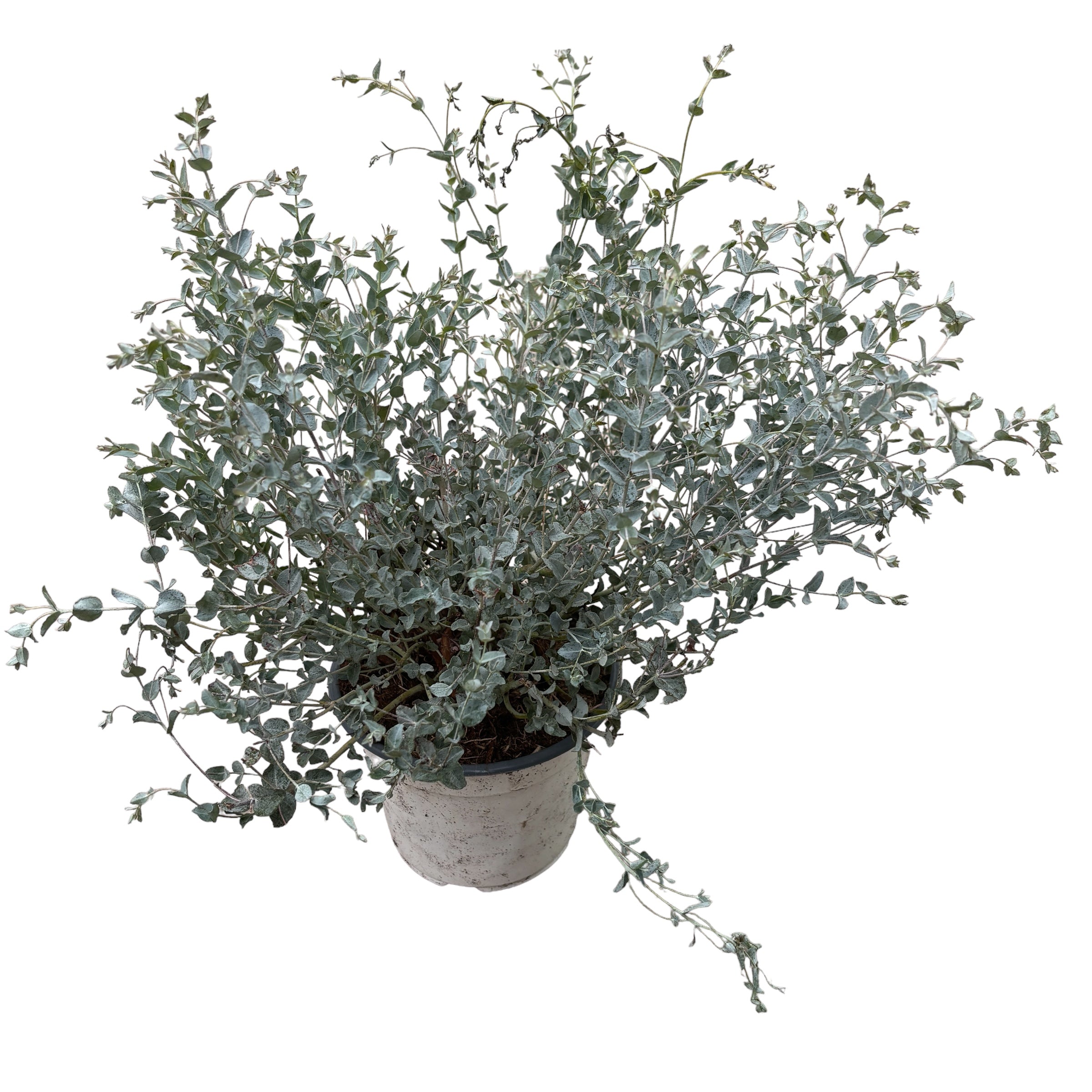 Eucalipt - Eucalyptus 'Moon Lagoon' bush (cultivar pitic)