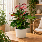 Anthurium Banderola Lava