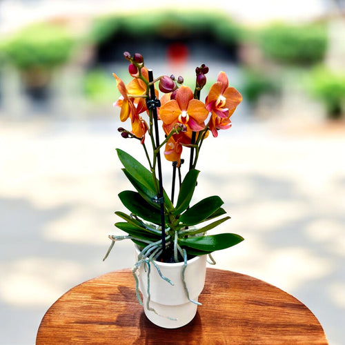 Phalaenopsis Macao
