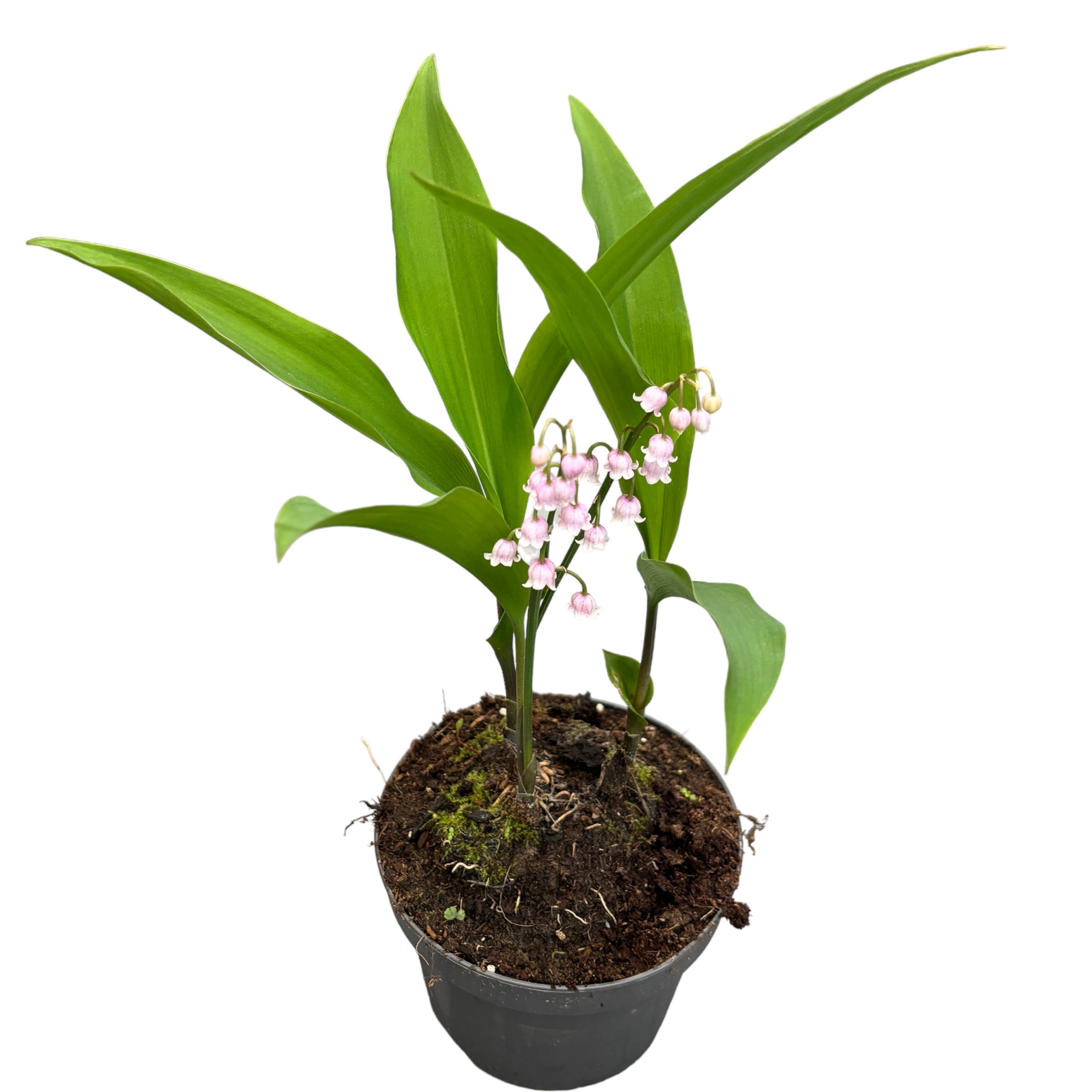 Lacramioare roz - Convallaria majalis var. rosea (Margaritar, Lily of the Valley)