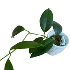 Hoya buotii *fragrant (developed specimens)