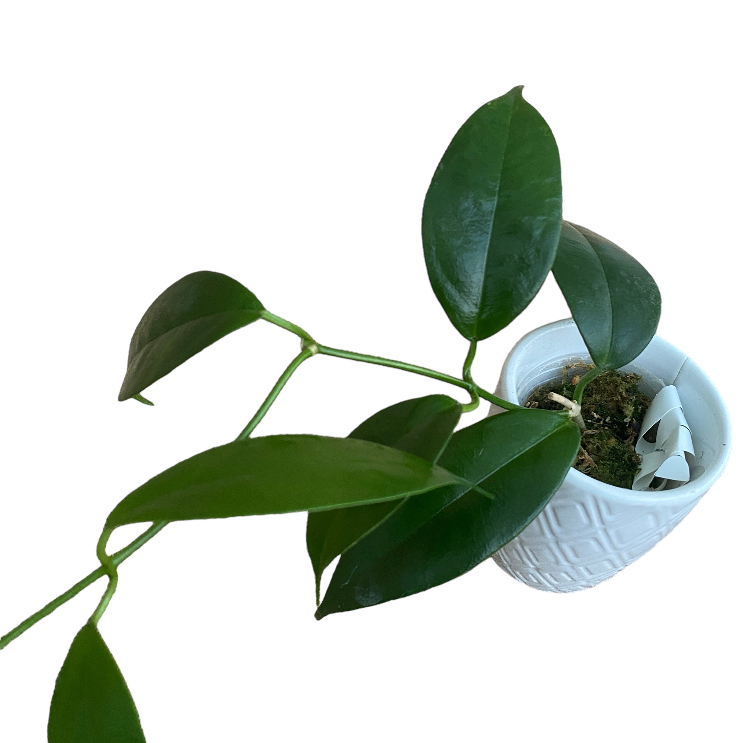 Hoya buotii *parfumata (exemplare dezvoltate)