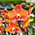 Phalaenopsis Macao