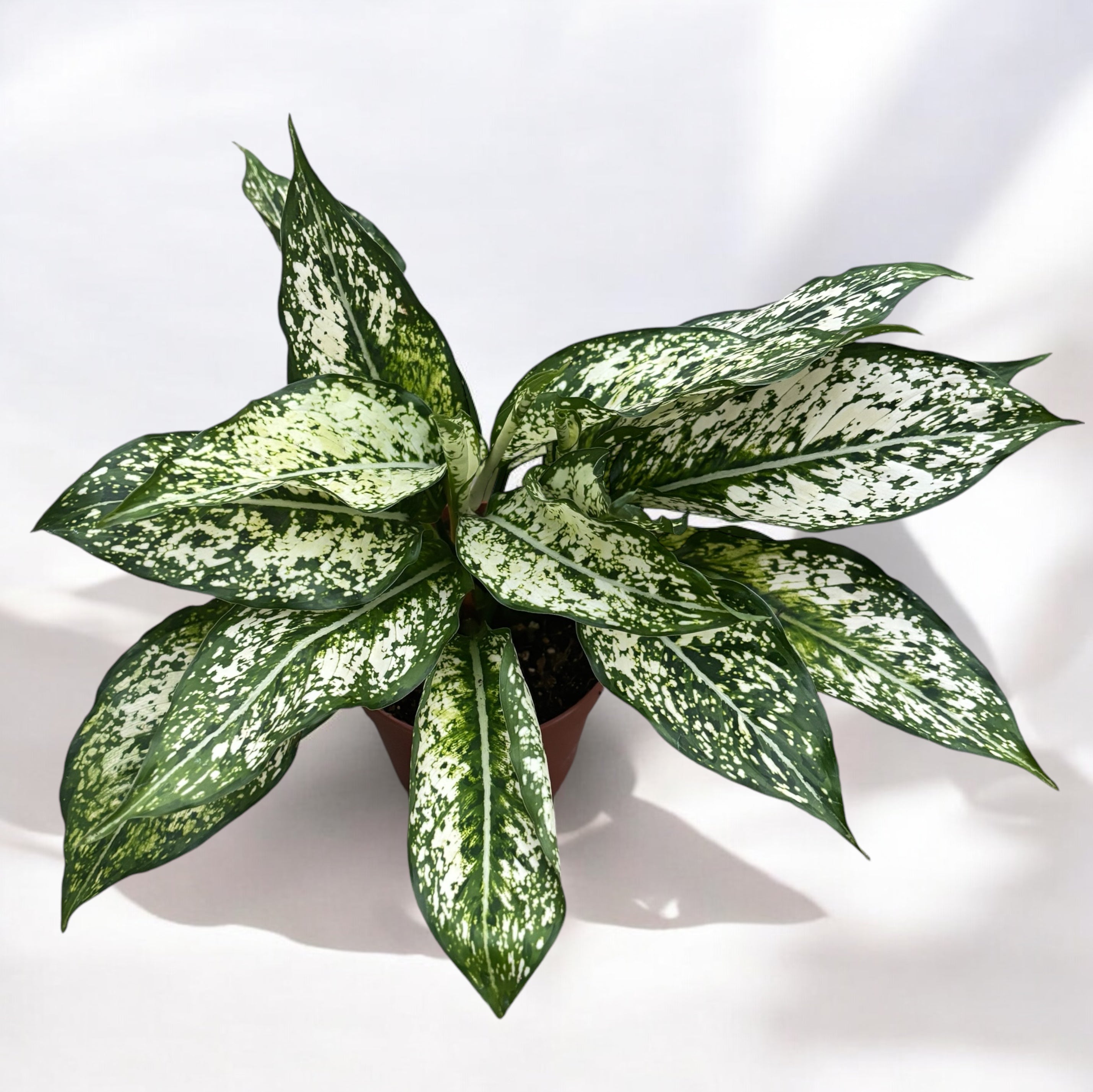 aglaonema osaka white Aglaonema Osaka (Snow White) – Secret Garden Plant Shop