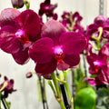 Phalaenopsis Sogo Relex - fleurs cireuses parfumées (NL)