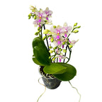 Phalaenopsis Épanouissement de la Fleur