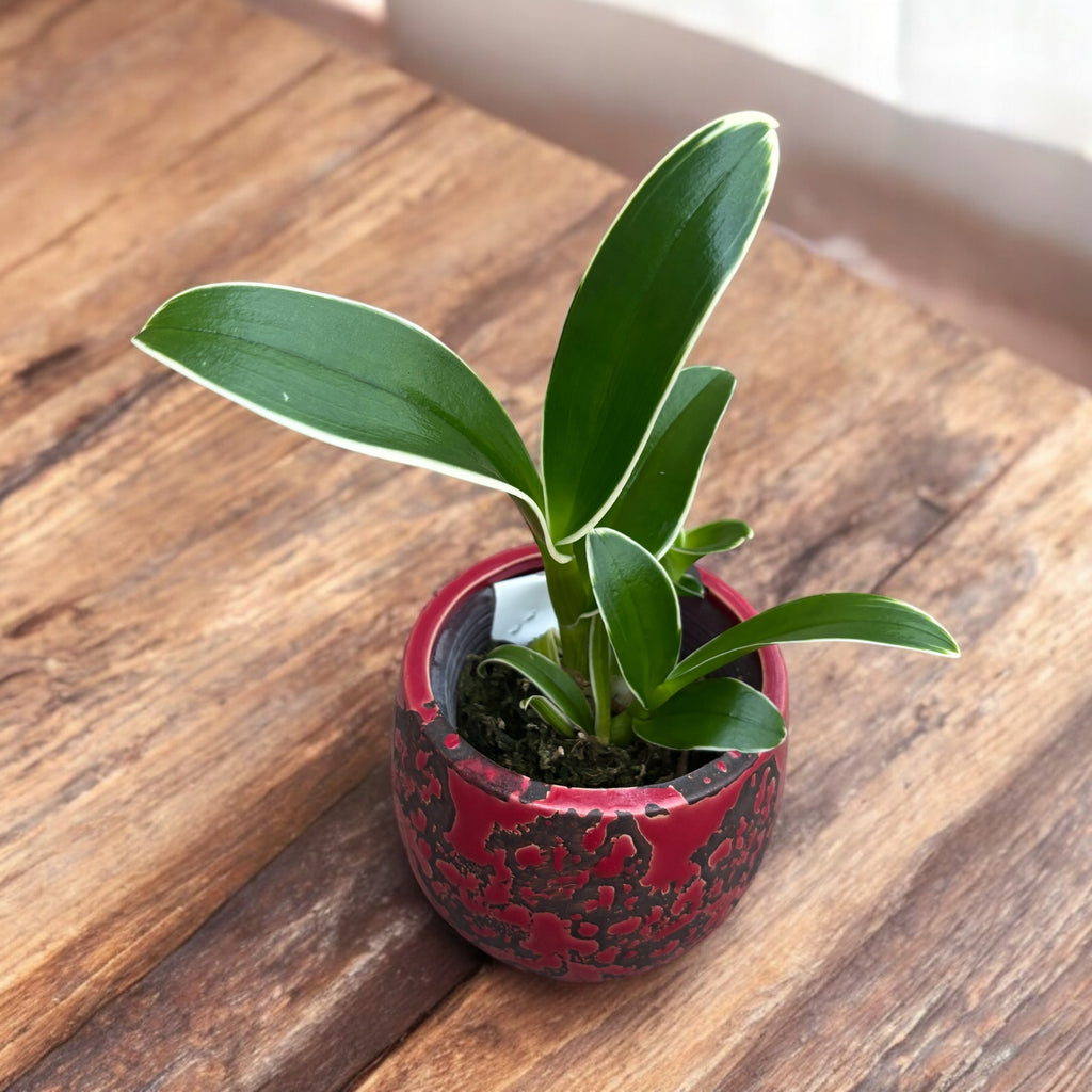 Dendrobium Burana Sundae (variegata)