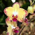 Phalaenopsis Papagayo (Phal. King Shiang's Rose x Phal. King Shiang's Star)