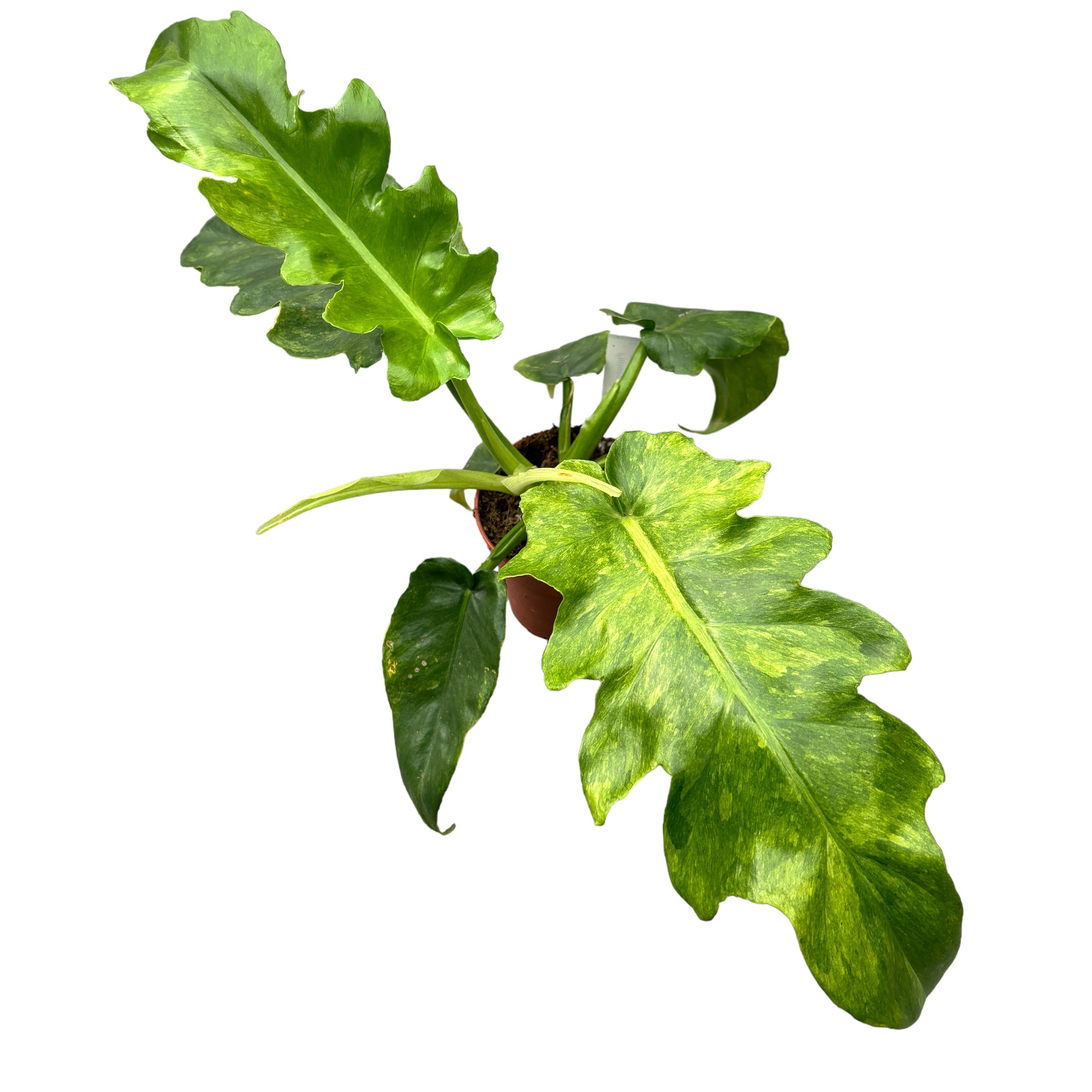 Philodendron 'Bob Cee Variegata'