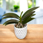 Phalaenopsis (Yaphon Perfume × Taida Pearl) 'ES' (peloric)