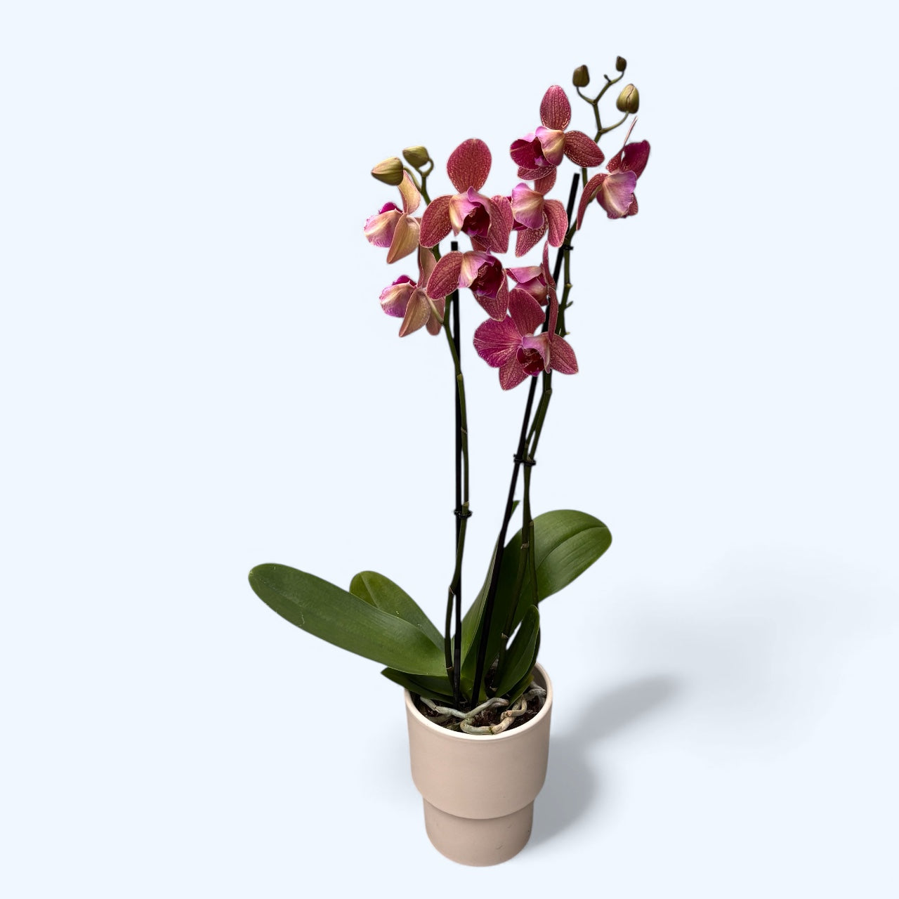 Phalaenopsis Pirate Picotee - peloric