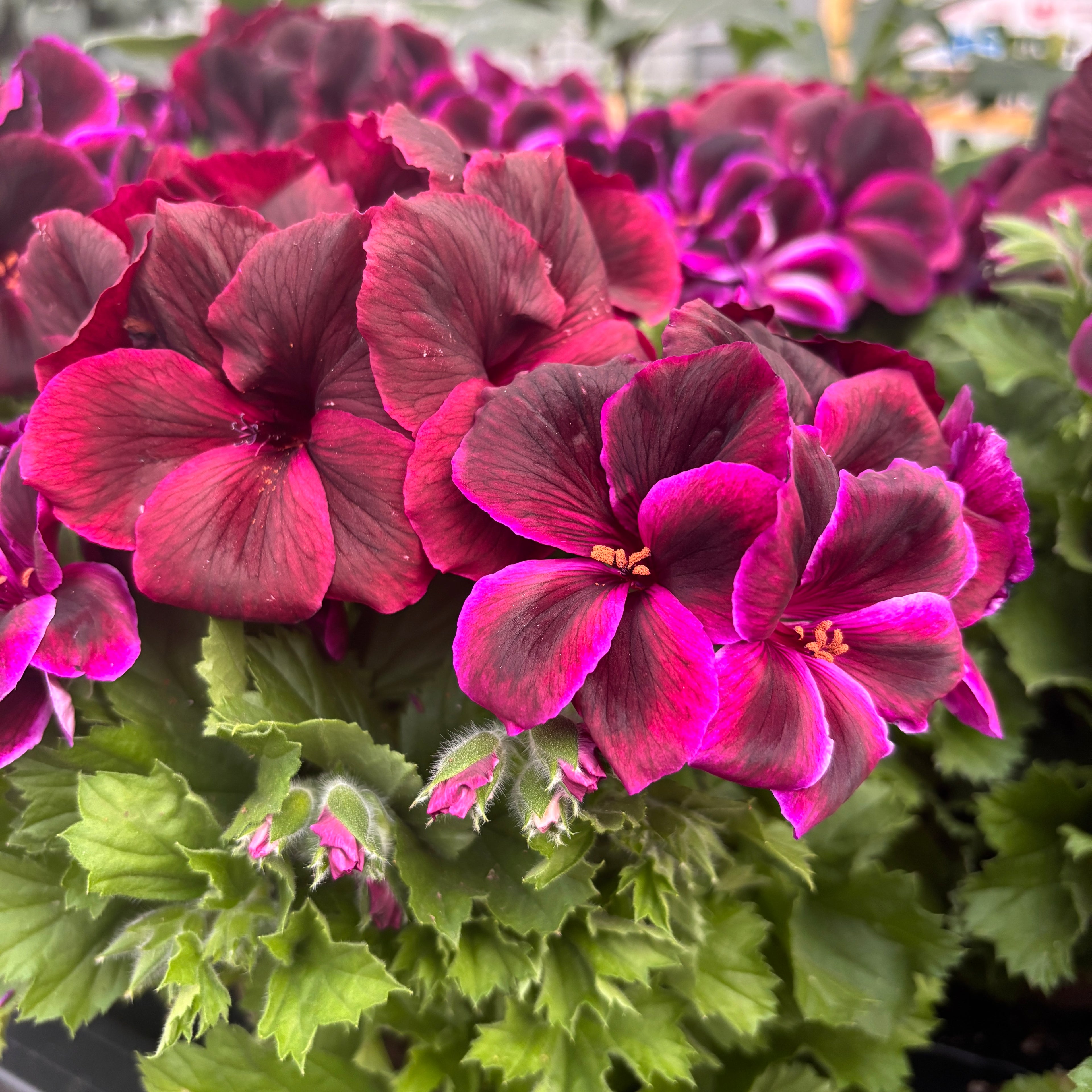 Pelargonium Grandiflorum 'Regalia Chocolate' (muscate englezesti)