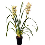 Cymbidium Let Flor