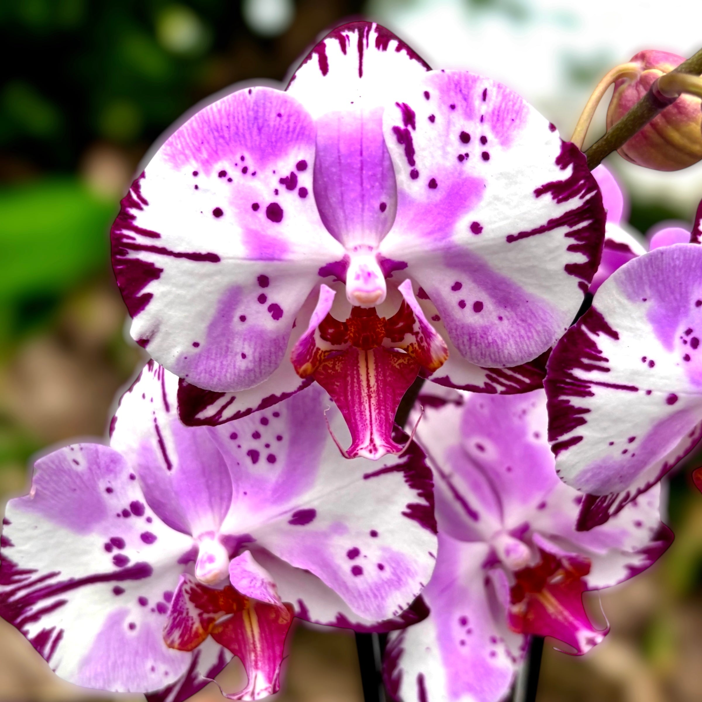 Phalaenopsis Magic Art