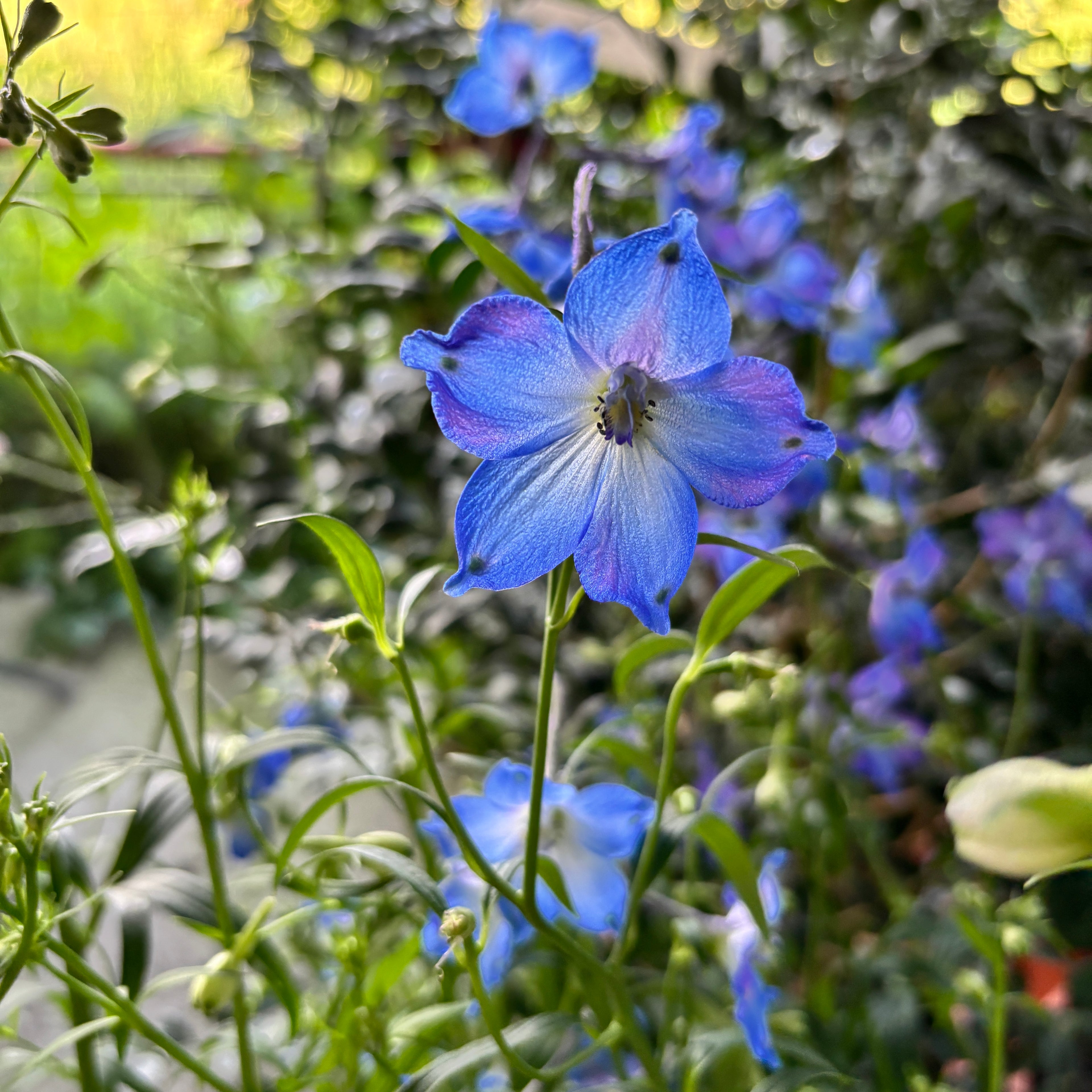 Delphinium (Belladonna Grp) 'Piccolo'- delfinium compact cu flori albastre