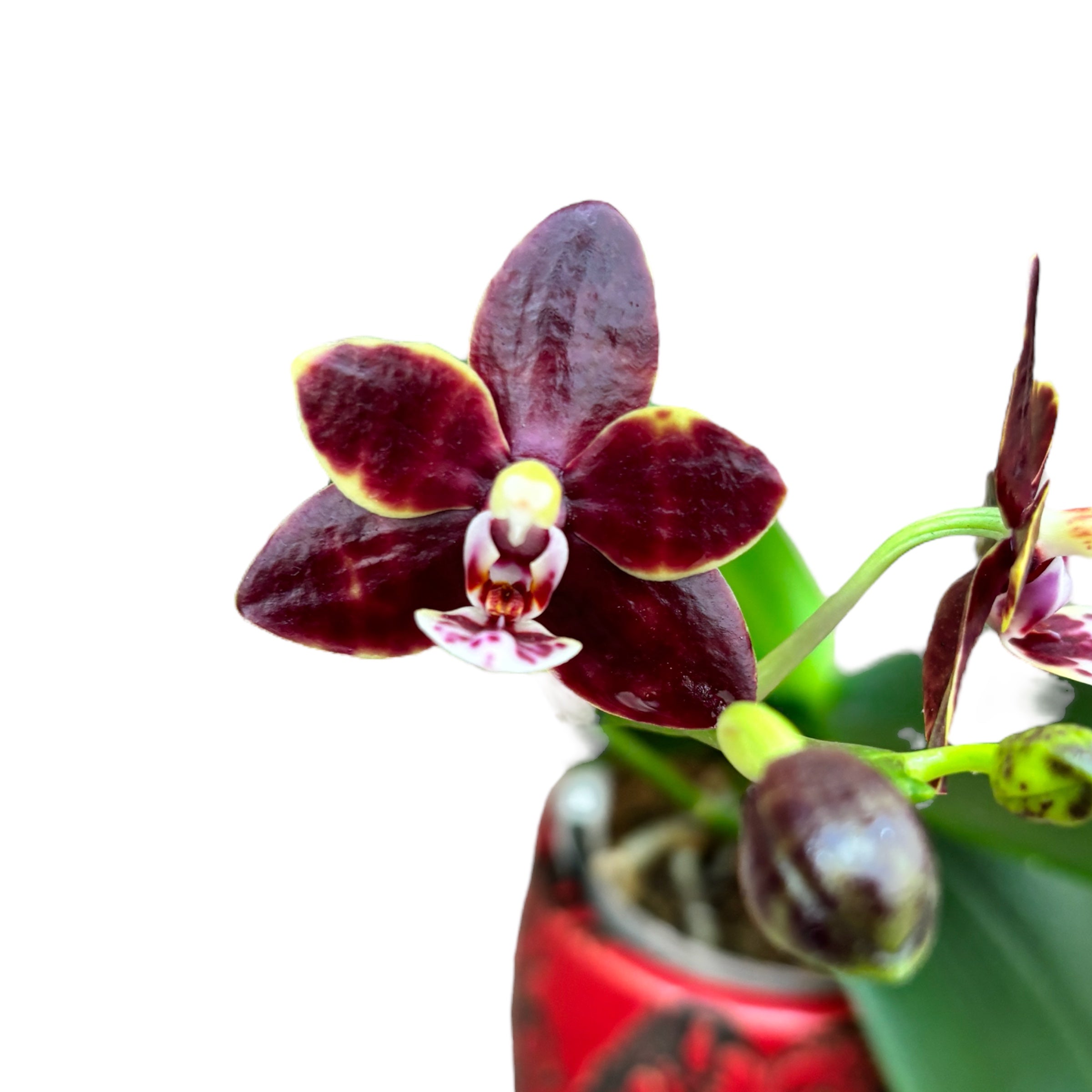 Phalaenopsis Chienlung Black Conch × Cornustris