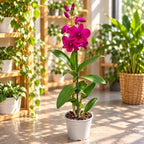 Dendrobium Ladda Red (Dendrobium Phalaenopsis)