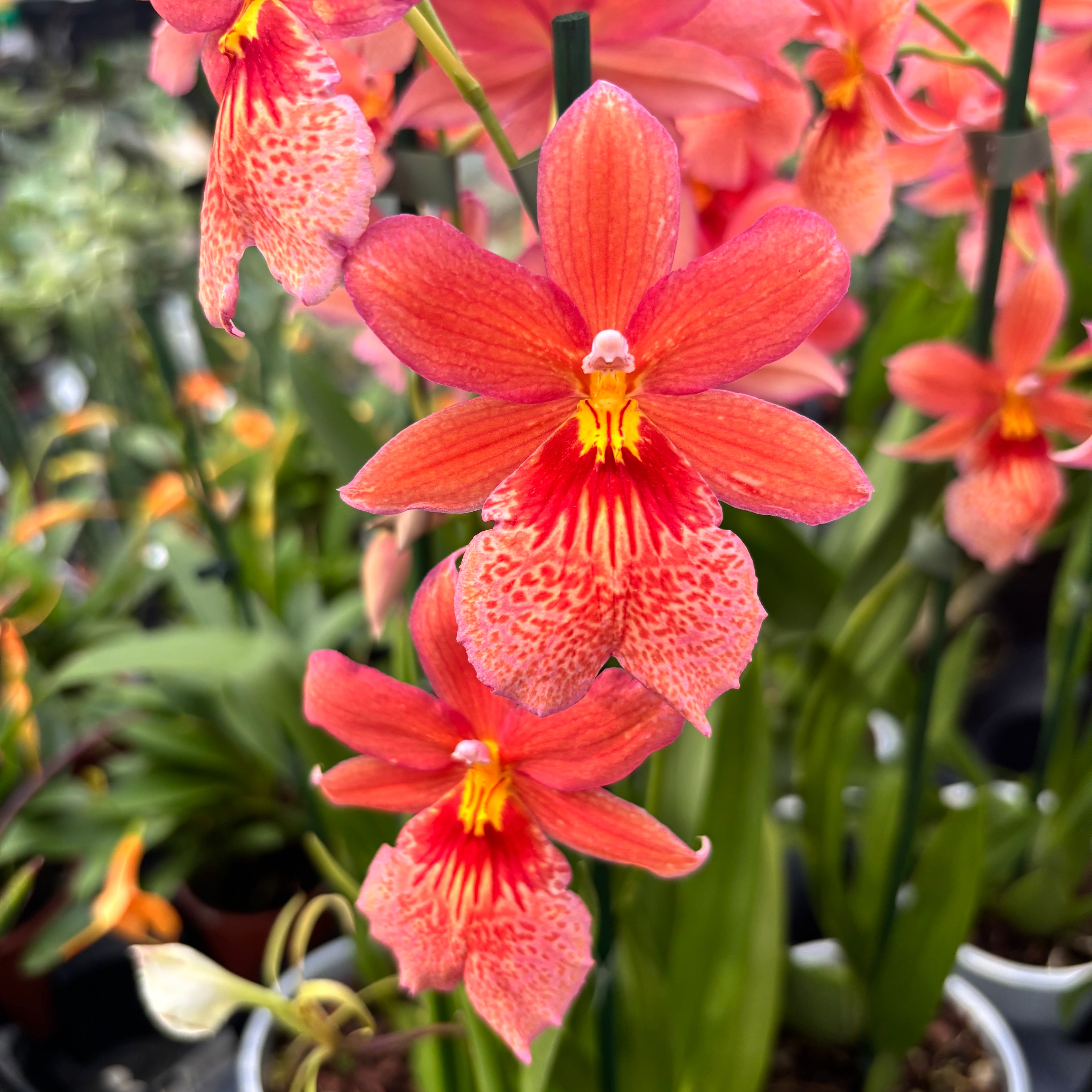 Orhidee portocalie - Burrageara Nelly Isler Orange (flori intens parfumate)