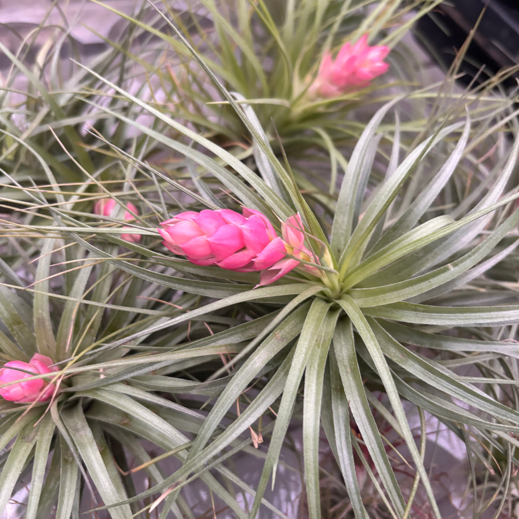 Plante aérienne Tillandsia Stricta Bak XL