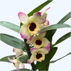 Dendrobium Sunny Eyes *fragrant