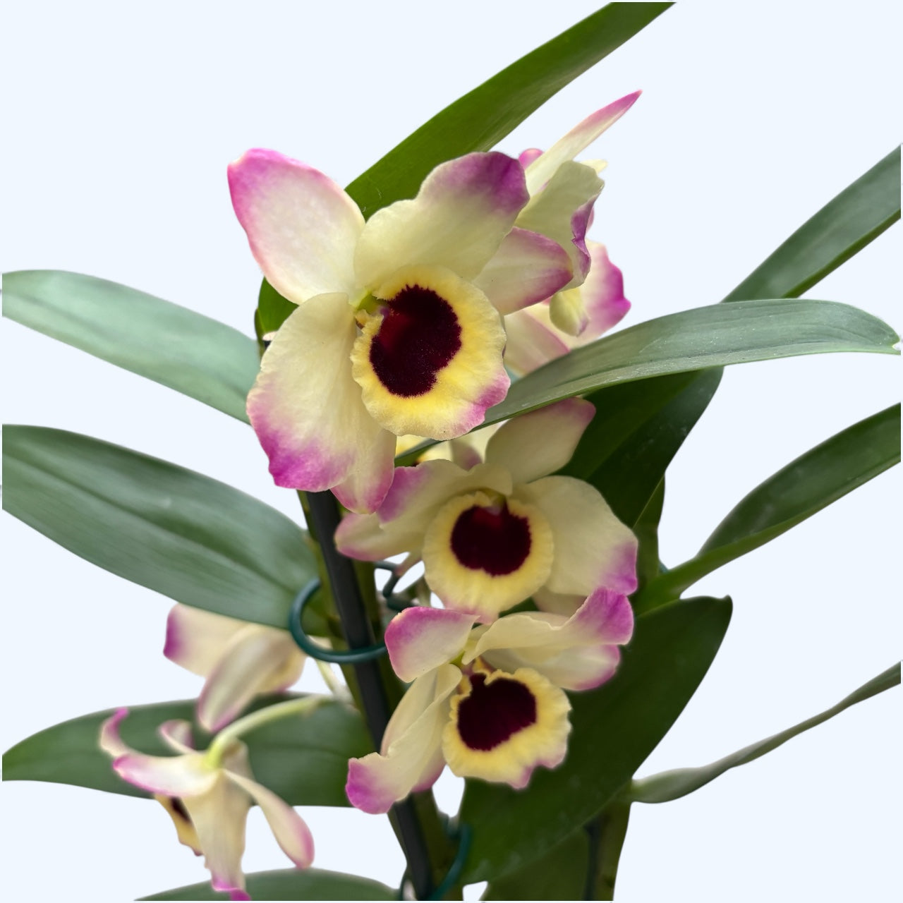 Dendrobium Sunny Eyes *fragrant