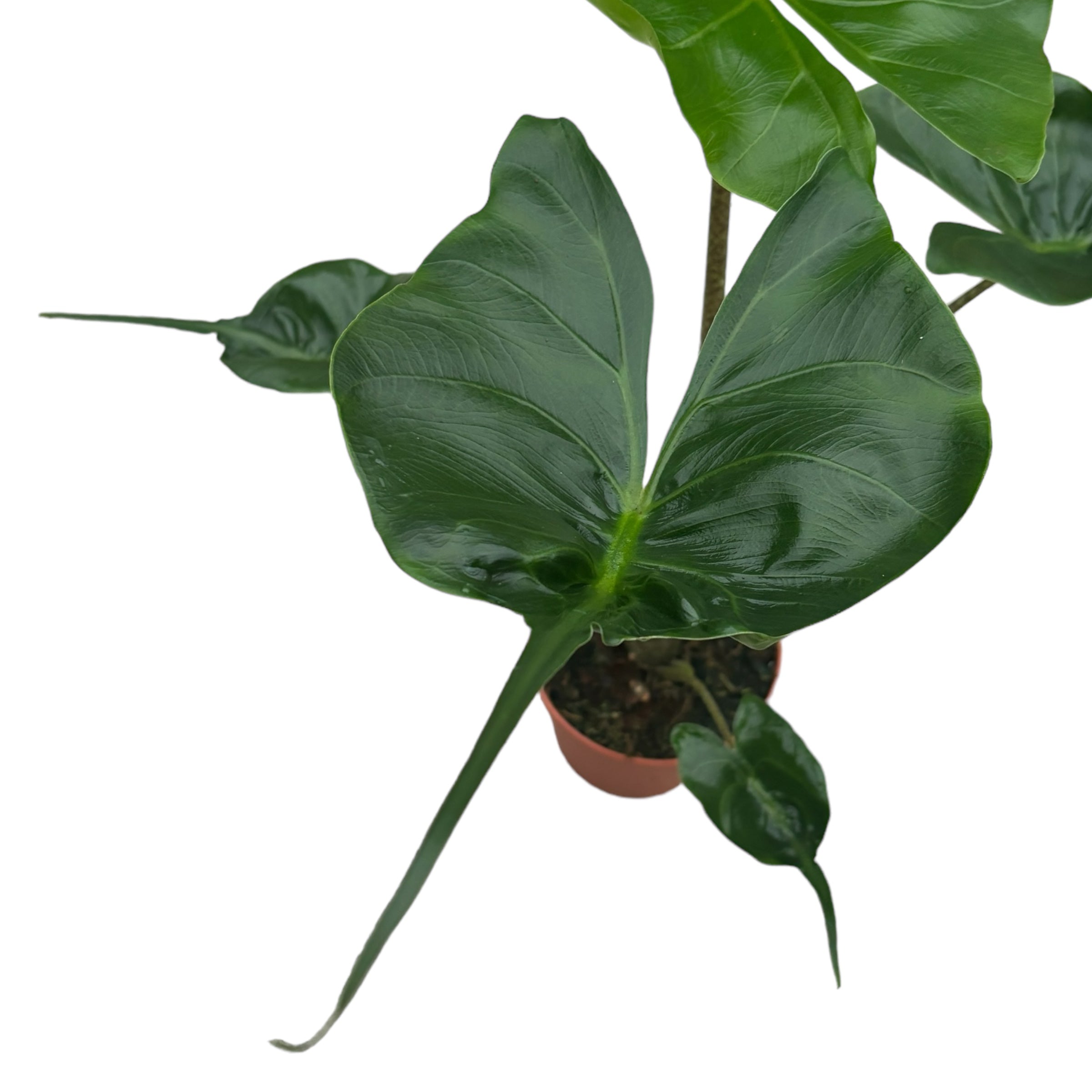 Alocasia macrorrhiza 'Stingray'