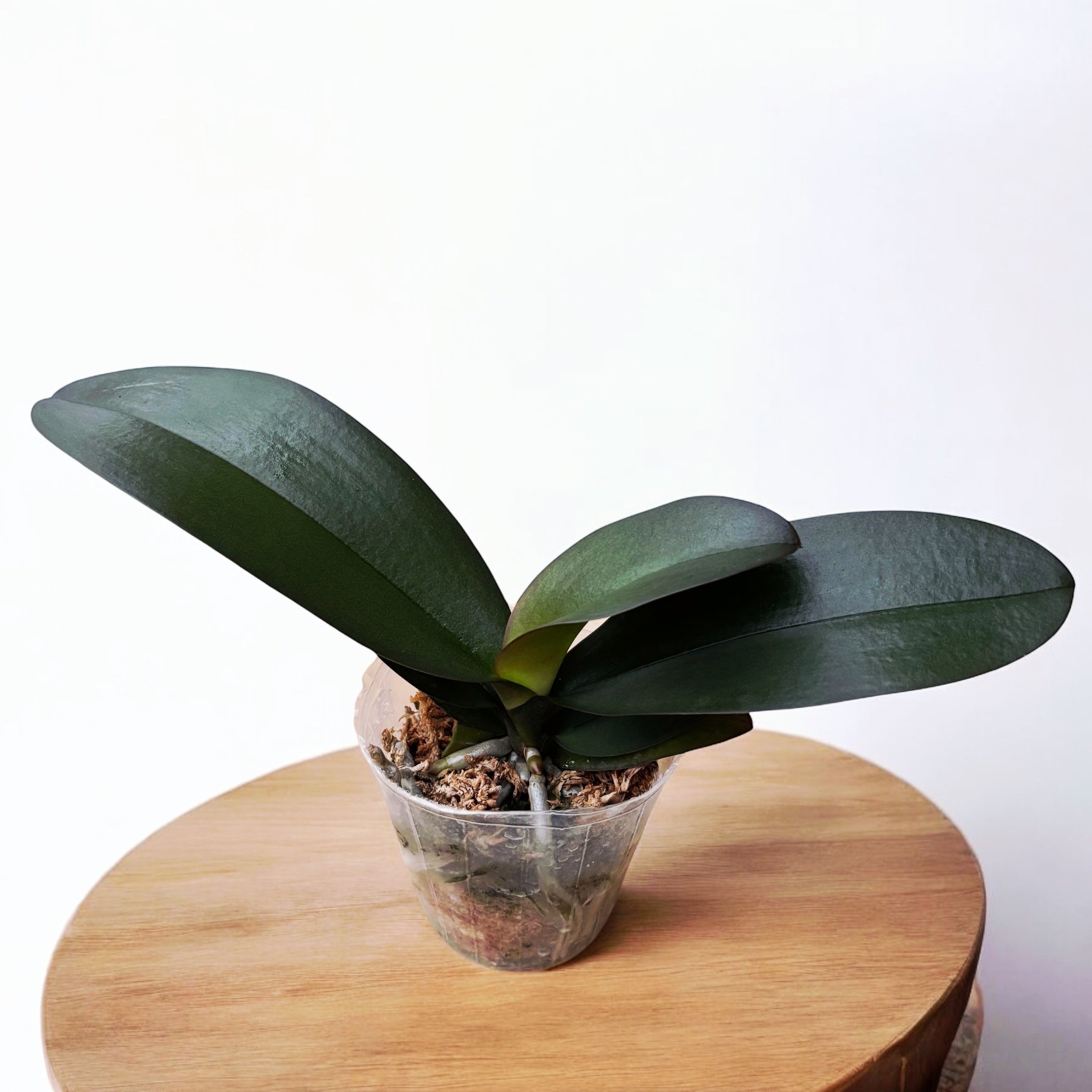 Phalaenopsis Trésor de Bouddha '3385'