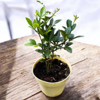 Lamai de gradina, rezistenti la ger - Citrus trifoliata (Poncirus Trifoliata)