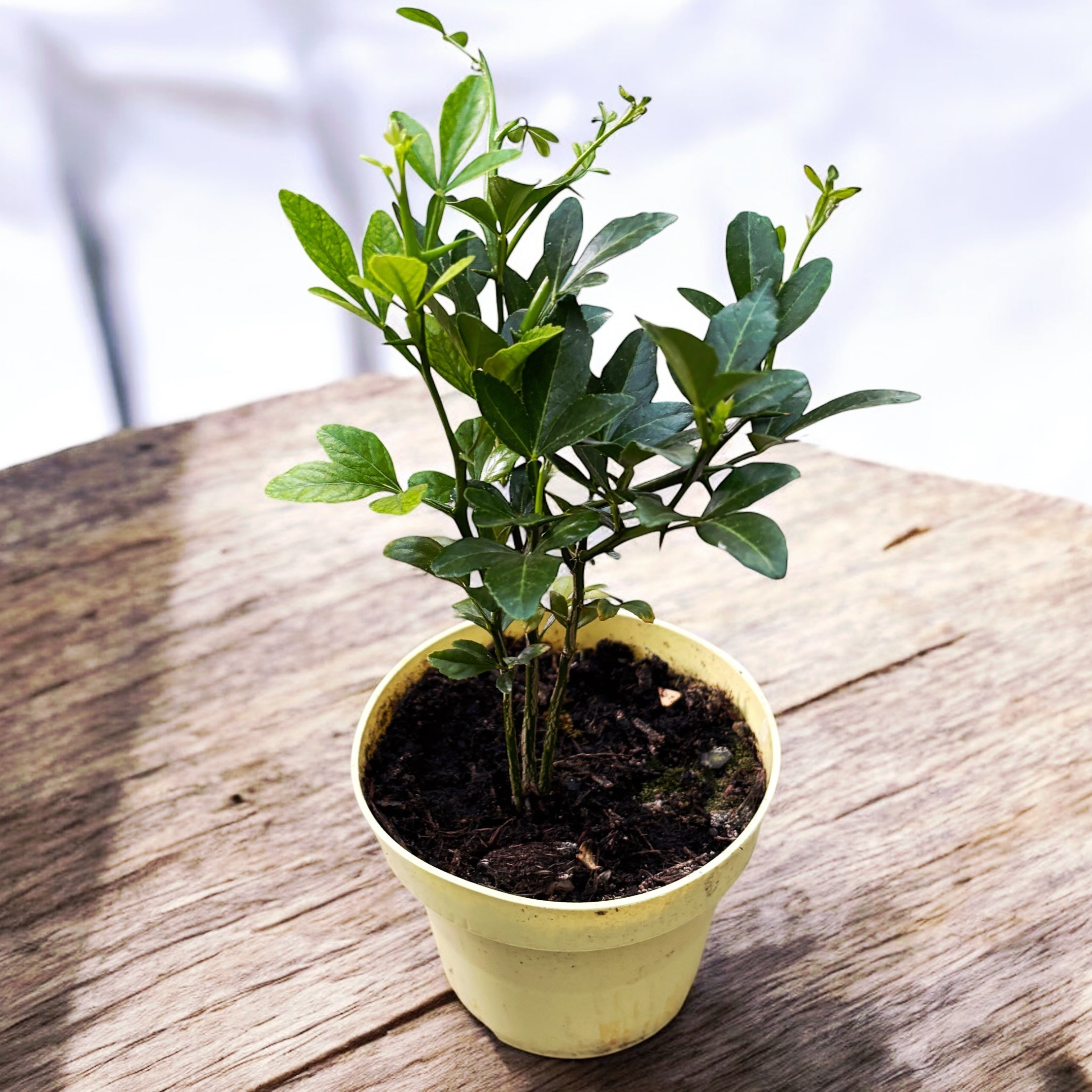 Lamai de gradina, rezistenti la ger - Citrus trifoliata (Poncirus Trifoliata)